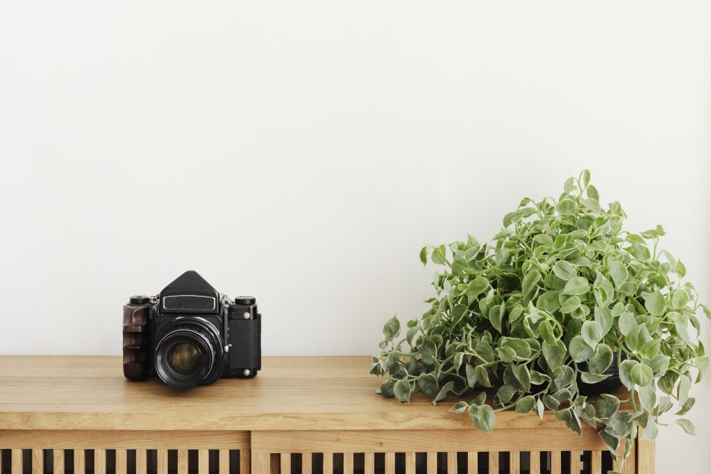 dischidia oiantha plant by analog camera wooden cabinet